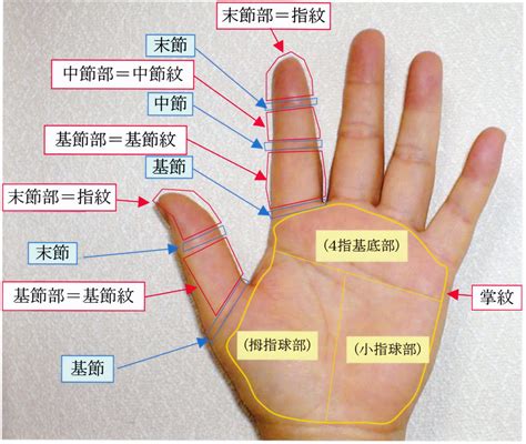 手指紋路